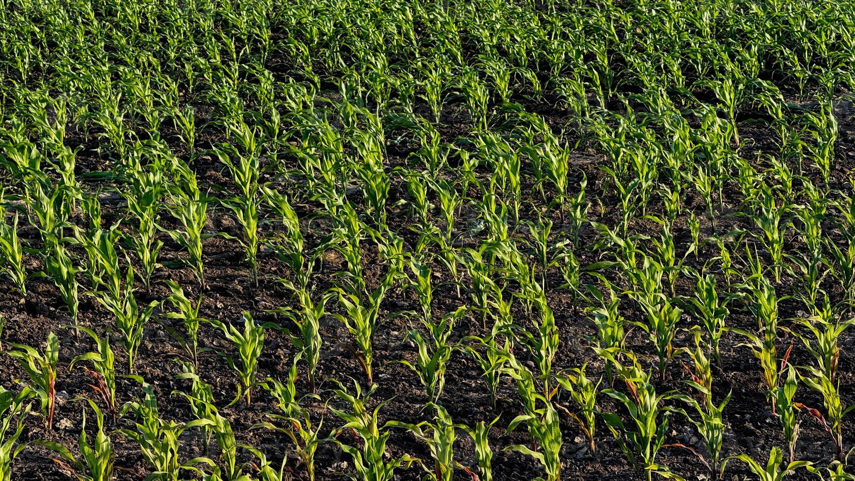 Emerald cornfield symphony under twilight, celebrating Lughnasadh and agrarian mythos, seedlings whispering secrets of growth photo