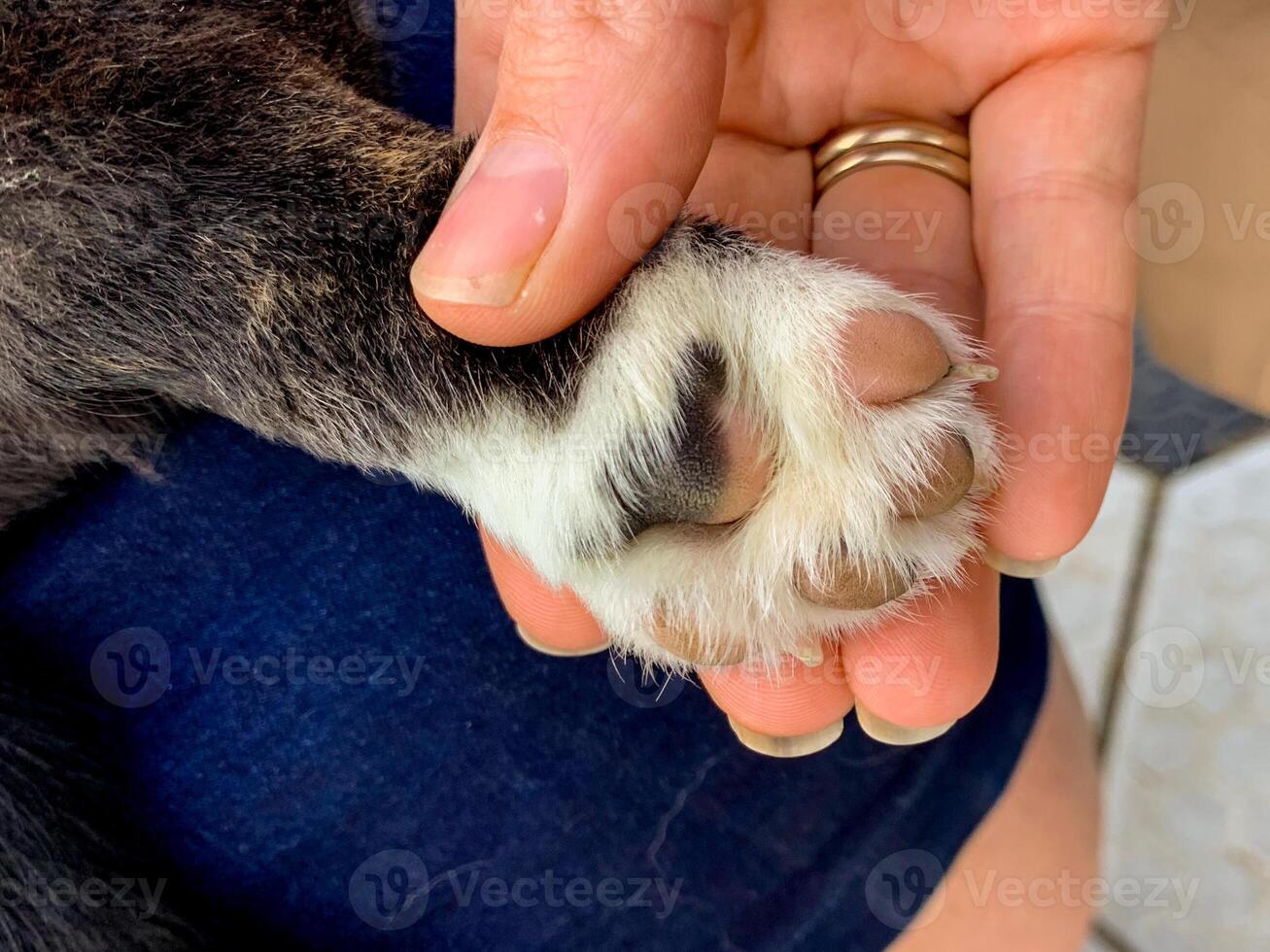 Gentle clasp of a feline paw meets human hand, evoking World Cat Days mystical bond and tactile serenity photo
