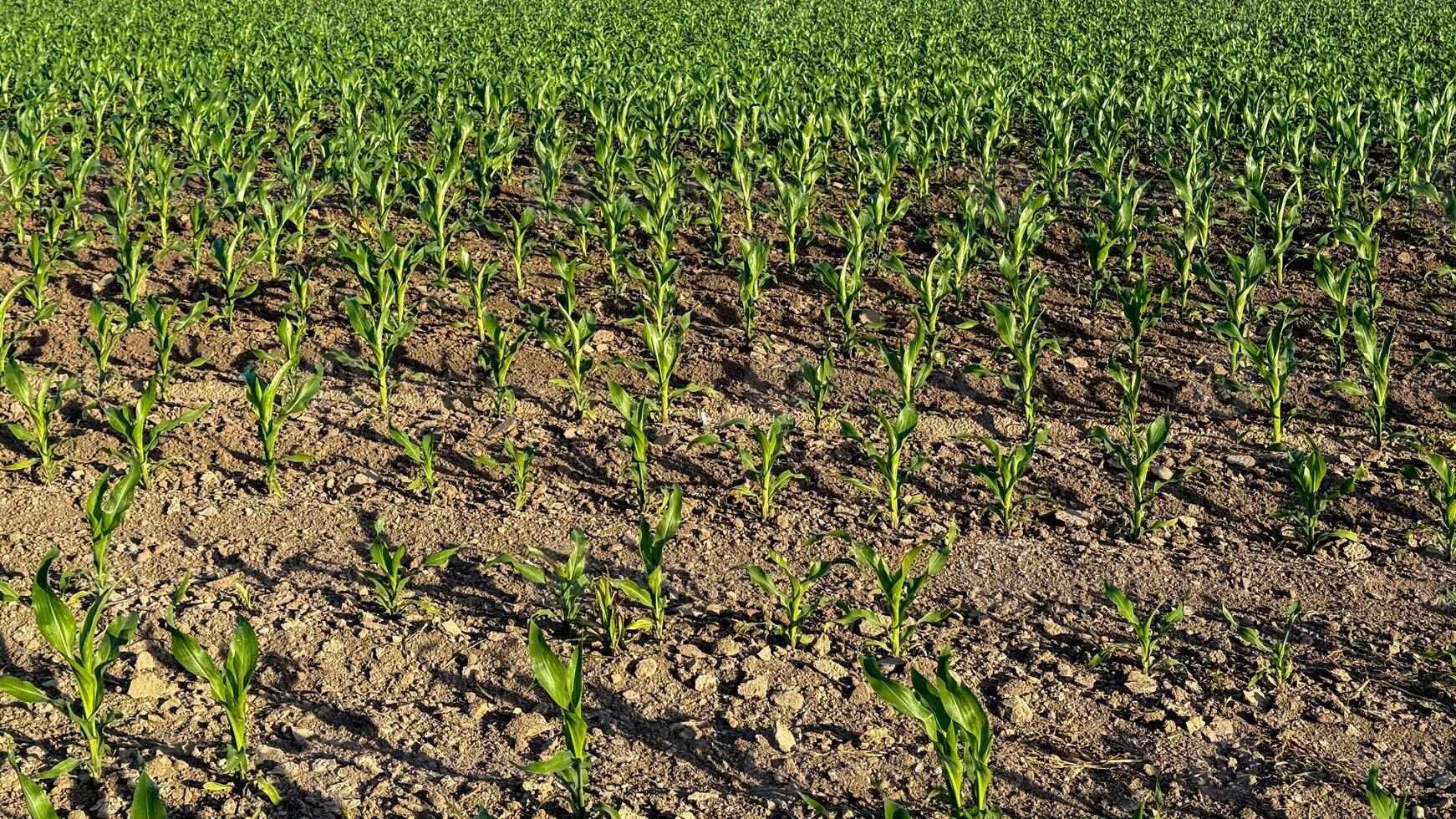 Thriving corn sprouts march like verdant soldiers, heralding springs rebirth, Earth Days promise, and agricultural symphonys dawn photo