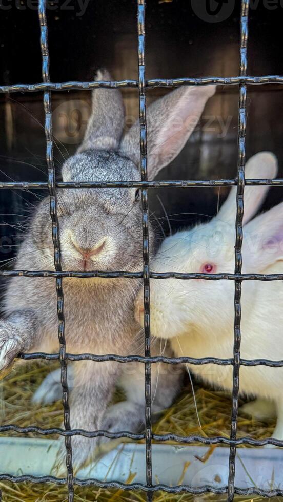 Caged bunnies with soulful gazes, symbolizing liberation hope during Barashnaya Nedelya, embodying fluff filled dreams in twilight serenity photo