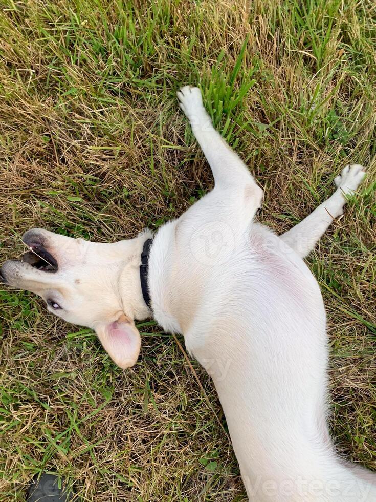 Joyous cream colored dog revels in grassy frolic, embodying canine euphoria, akin to playful jubilation on Dog Appreciation Day photo