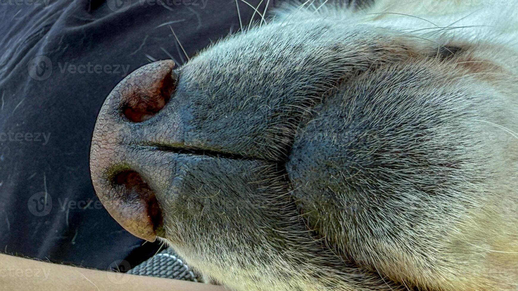 Serenely slumbering canine snout, whispers of dreamland, cozy tranquility, canine relaxation during National Pet Week, olfactory wonderland photo