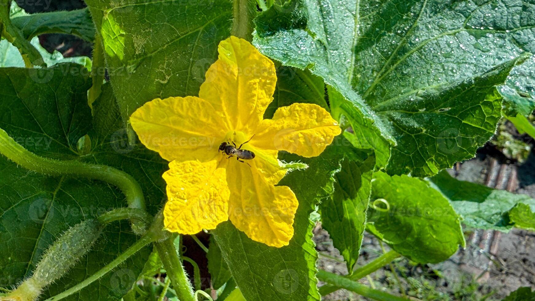 A solitary ant navigates a sunlit yellow cucumber blossom, echoing natures intricate ballet and National Pollinator Week harmony photo