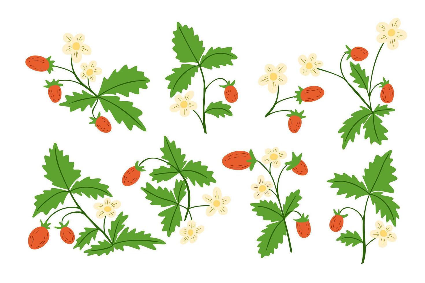 Set of wild strawberry plants with green leaves, small white flowers, and red berries on white background. Concept of natural freshness, forest harvest, and organic simplicity. vector