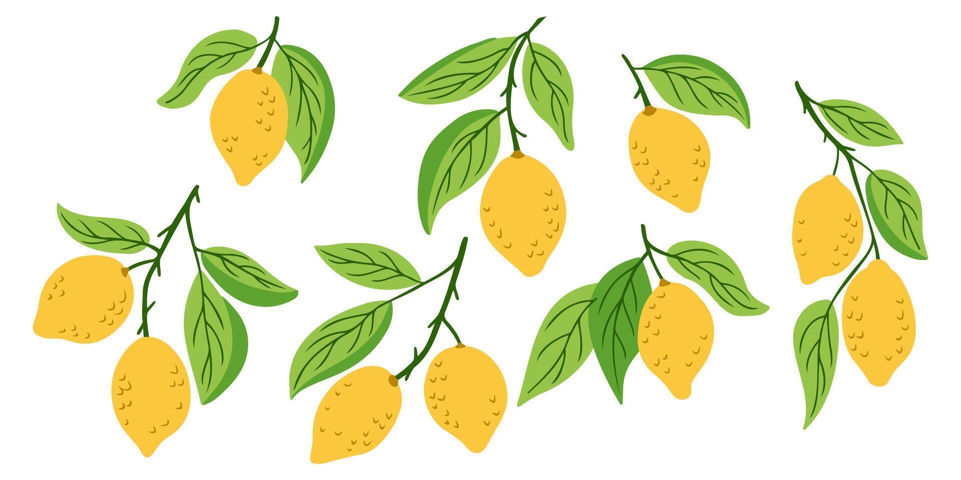 Hand drawn set of lemon branches with yellow fruits and green leaves, isolated on white background. Concept of freshness, summer harvest and healthy natural ingredients vector