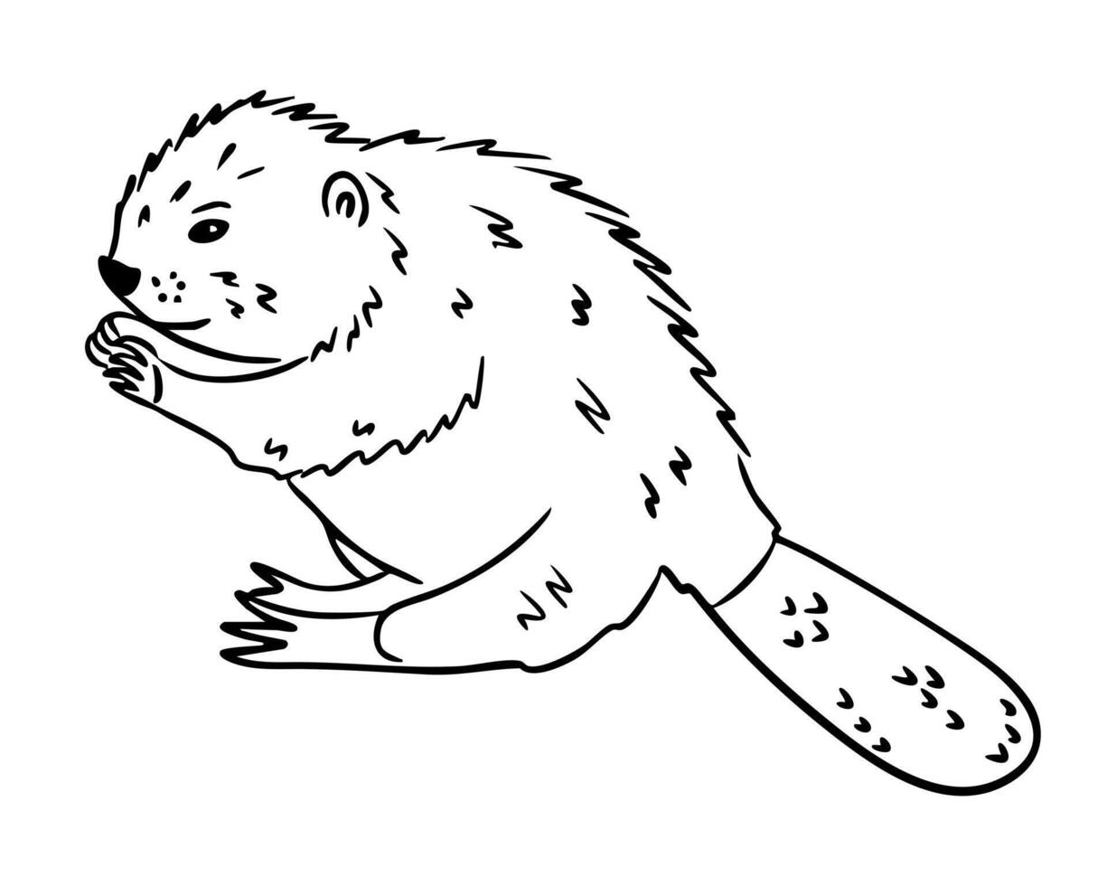 Beaver hand drawn in black outline style sitting and holding food on white background. Concept of wildlife, nature and forest animal life vector