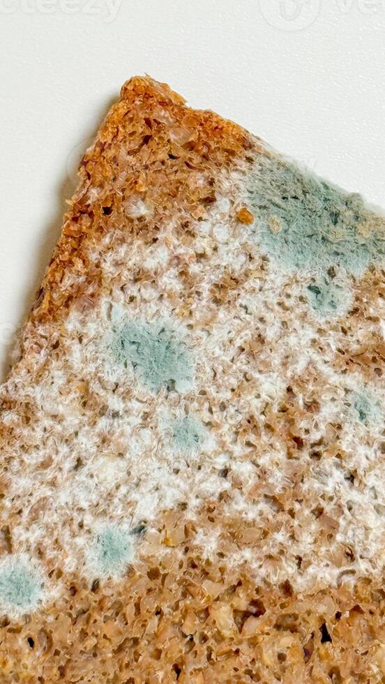 Mold speckled bread slice whispers tales of fermentation folklore, serendipity during Sourdough September, alchemy of kitchen witchcraft photo