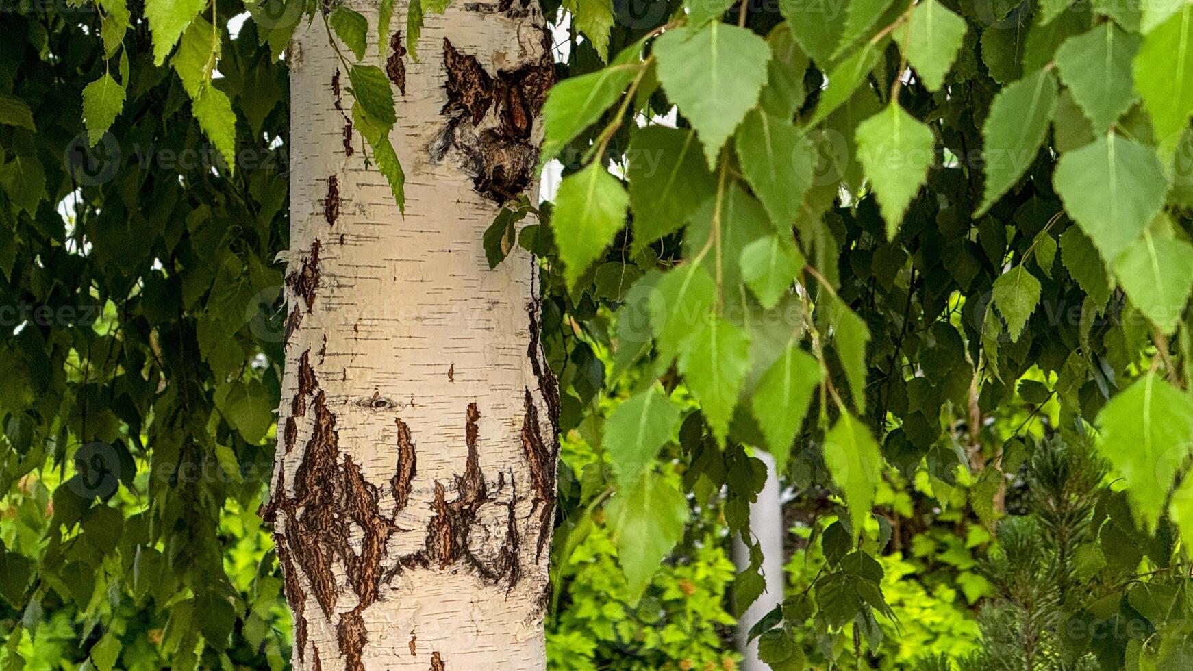 Birch tree bark resembles a wolfs face, green canopy whispering secrets of Beltanes verdant embrace, enchanted forest photo