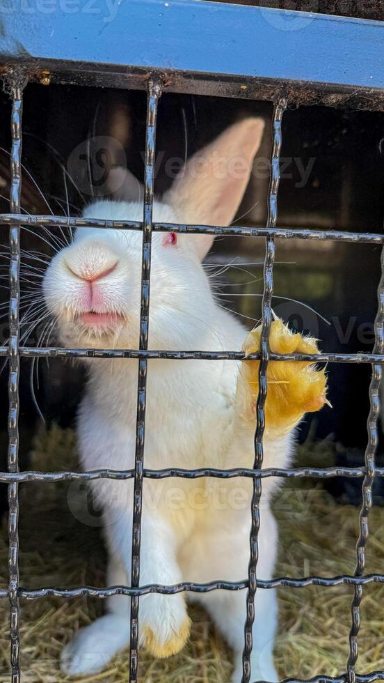 Caged rabbit yearning, whimsical gaze, golden paw against wire, reminiscent of Mid Autumn Festival, lunar lore, curious captivity photo