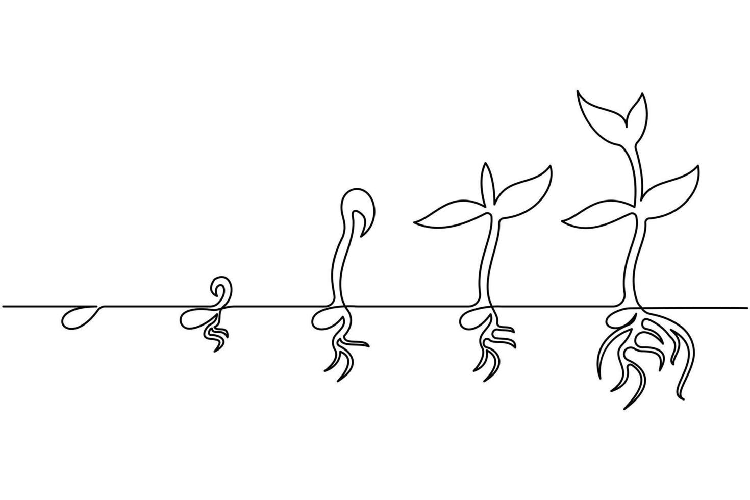 A drawing of a plant growing from seed to flower vector