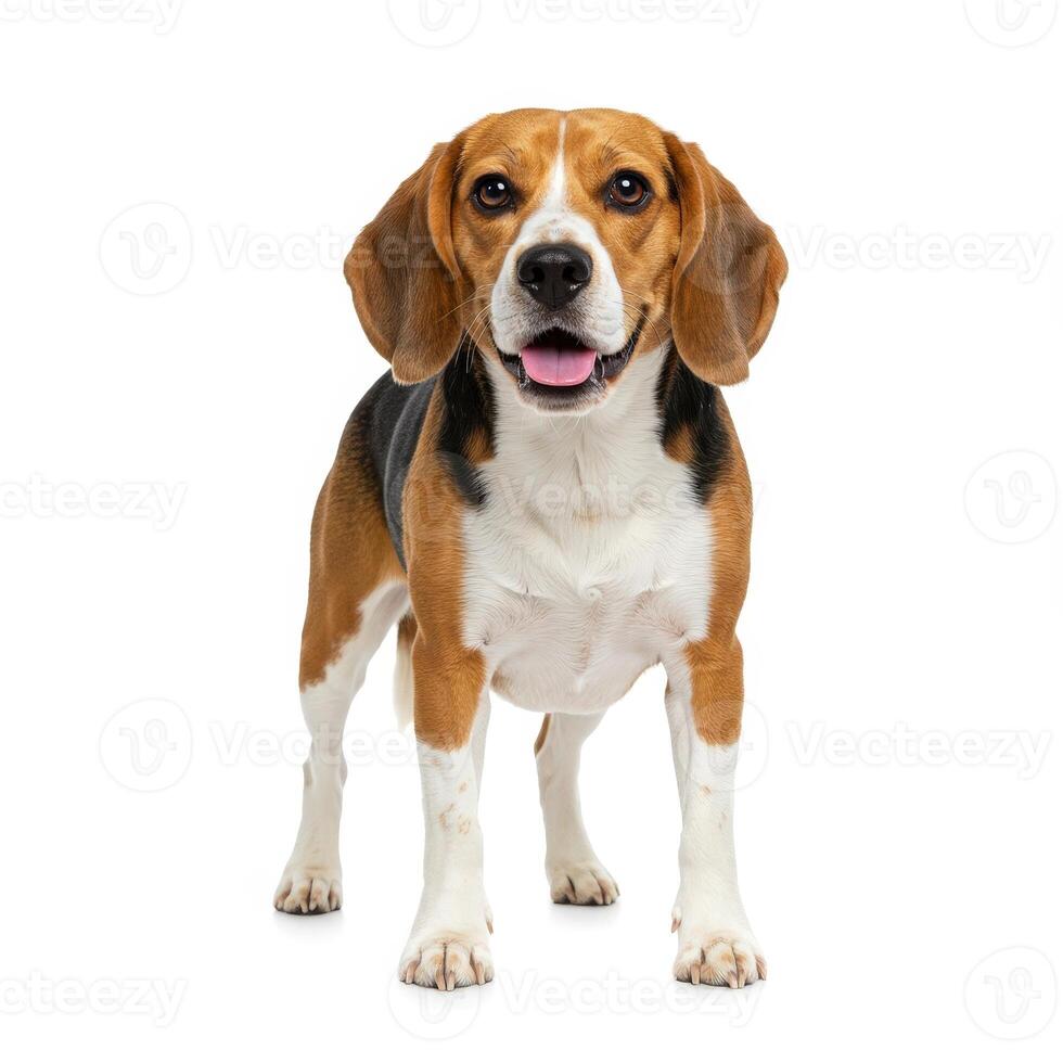 A charming tricolor beagle dog stands playfully with mouth open on a white background photo