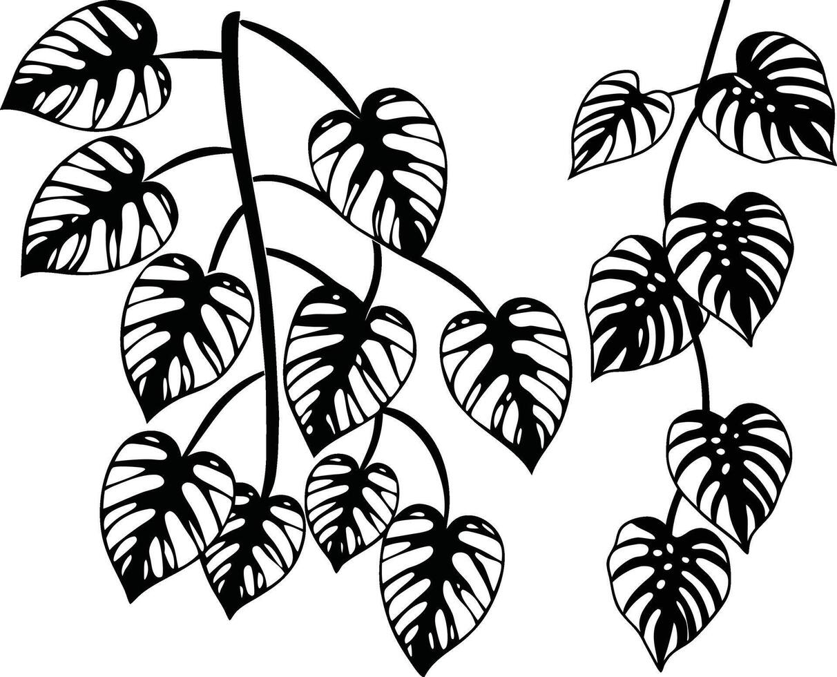 Monstera Deliciosa Vine in Black and White color on white background. vector
