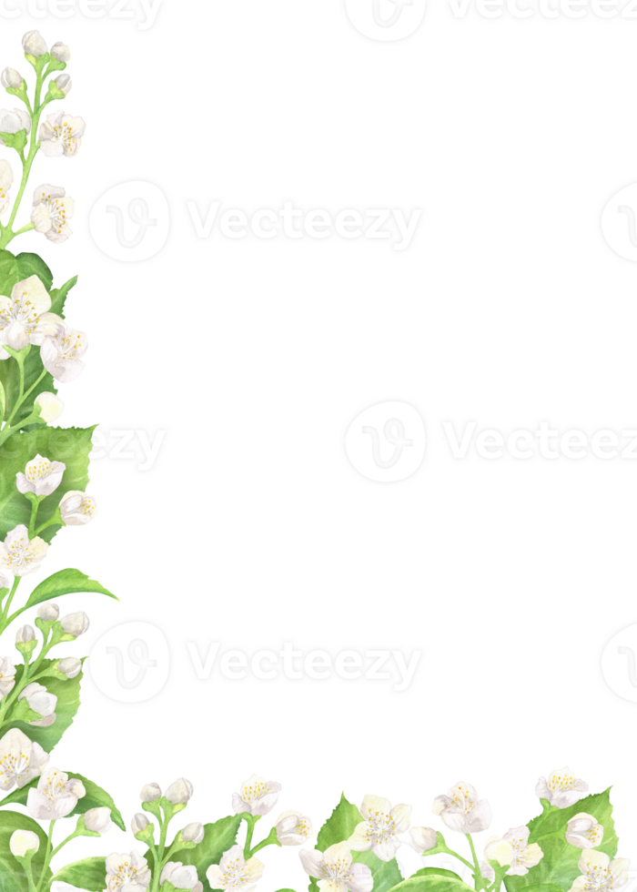 Left bottom corner of watercolor jasmine twigs, white flowers and green leaves. Floral rectangular frame. Hand-drawn illustration for wedding business, postcards, invitations, greeting cards png