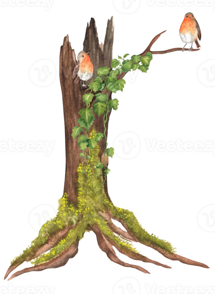 An old watercolor hollowed tree with moss on the trunk and green climbing ivy. Two robin birds are sitting on the branch. Garden clipart. Hand-drawn illustration for postcards, stickers, scrapbooking png
