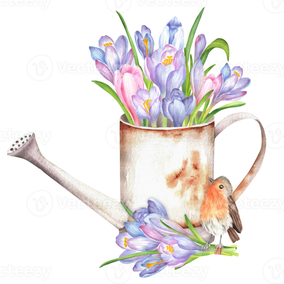 Rusty watering can with colorful crocuses inside, a bouquet of crocuses and robin bird sitting on it. Springtime garden clipart. Hand-drawn illustration for stickers, covers, scrapbooking, postcards png