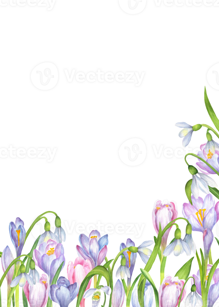 Ready-made rectangular postcard template with watercolor lilac, blue, pink crocuses, snowdrops flowers on white background. Springtime greeting card. Hand-drawn illustration png