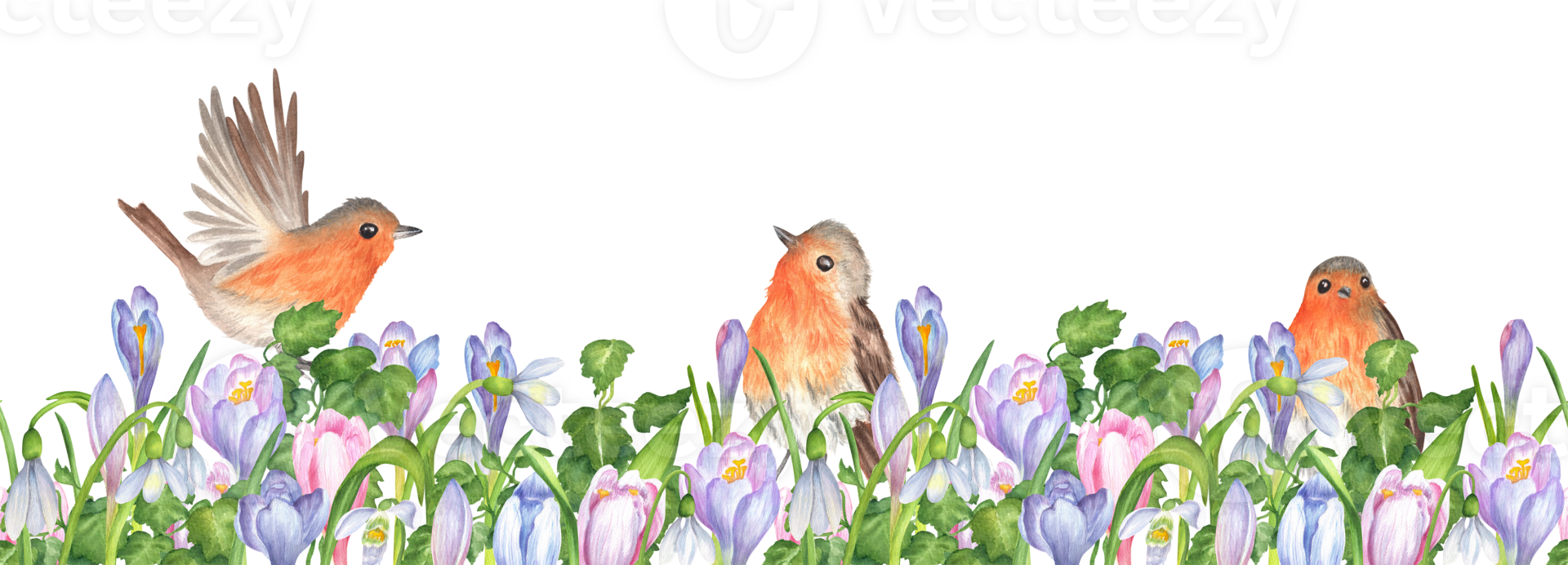 Seamless border of purple, blue and pink crocuses, snowdrops flowers, green ivy leaves and robin birds sitting inside. Springtime design. Floral garden clipart. Hand-drawn watercolor illustration png