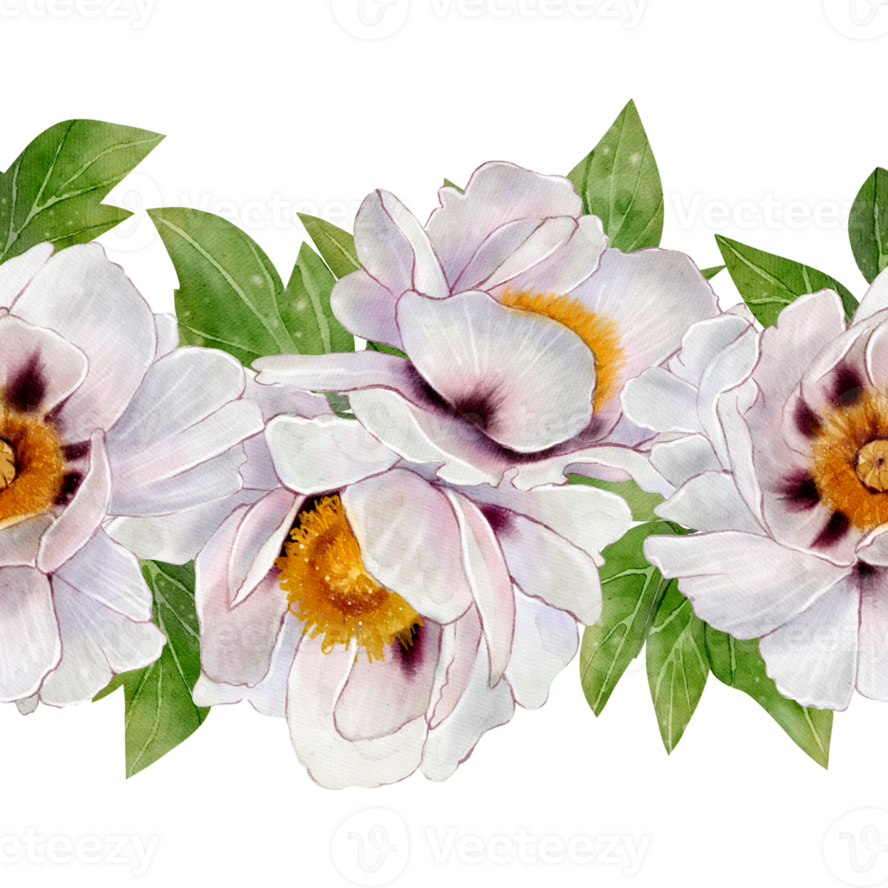 White tree peony flowers forming a seamless floral border. Drawing made in watercolor style. Perfect for textile design, wedding decor, packaging, invitations, and spring-themed projects. png