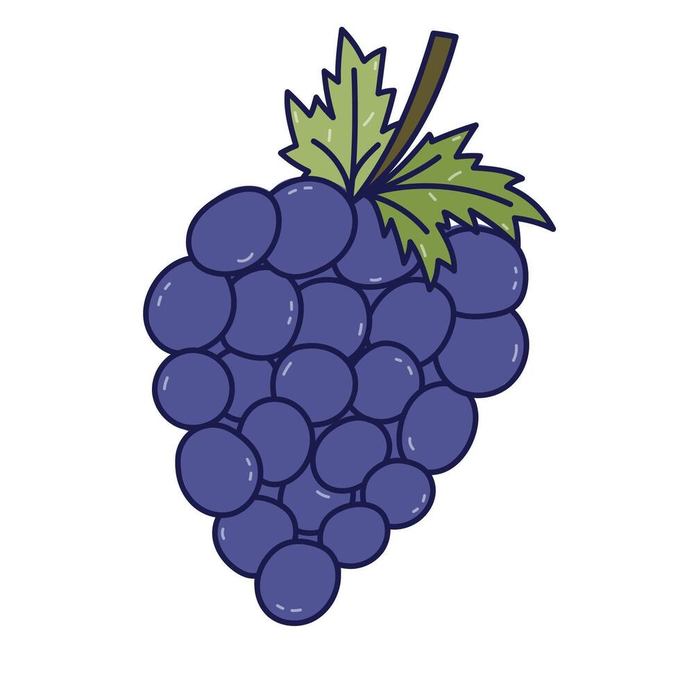Lovely colored doodle of bunch of grape berries on branch with leaves. Hand drawn vine as symbol of autumnal harvest isolated on white. Juicy fruit for greeting cards, packaging, restaurant menu vector