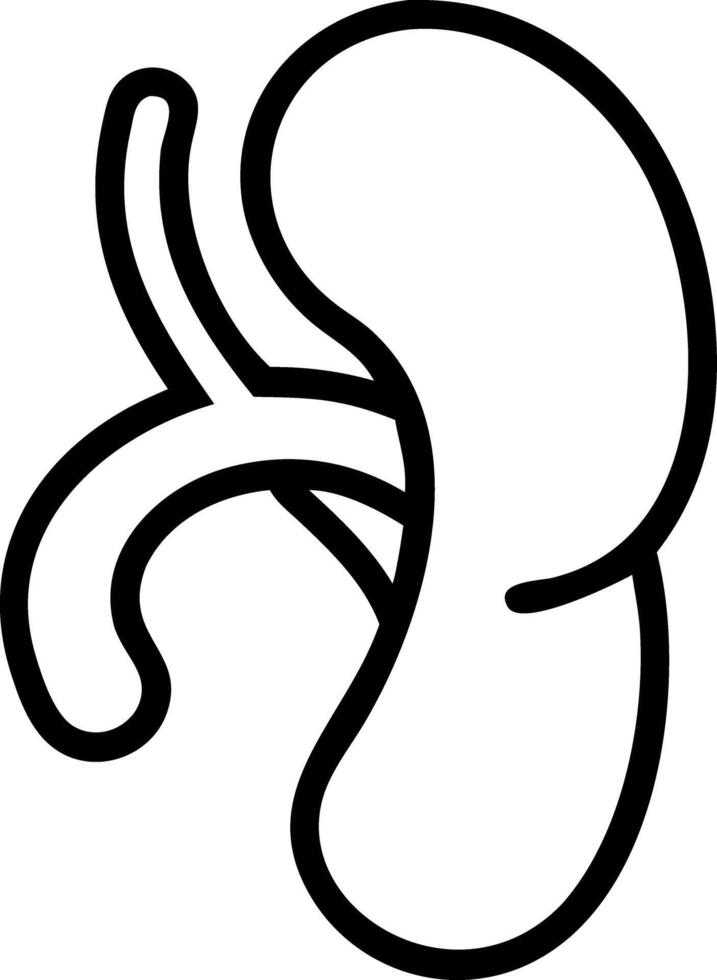 An outline of a human kidney vector