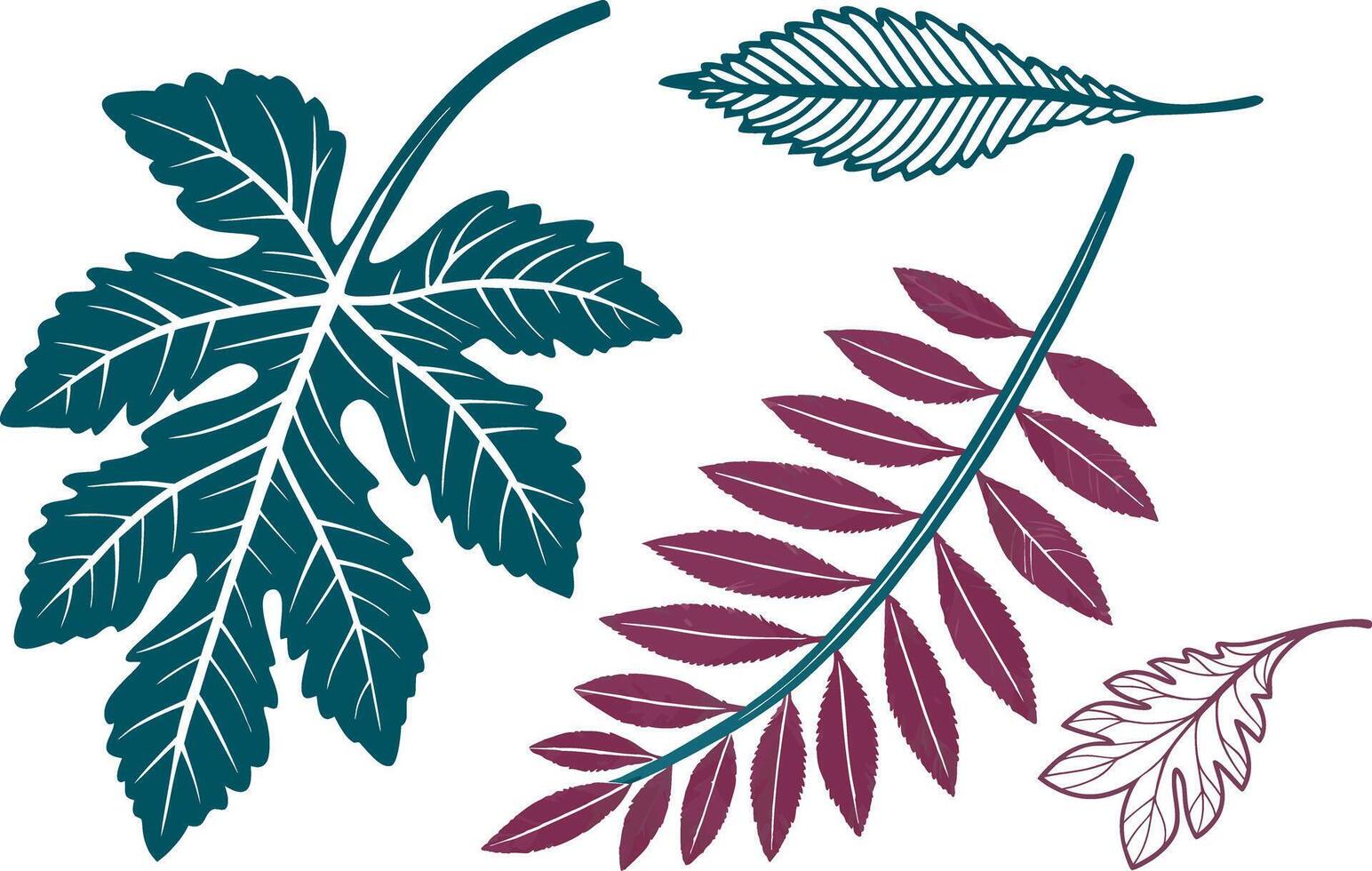 Collection of Detailed Botanical Leaf Illustrations in Various Shapes and Colors Featuring Nature Autumn and Seasonal Elements vector