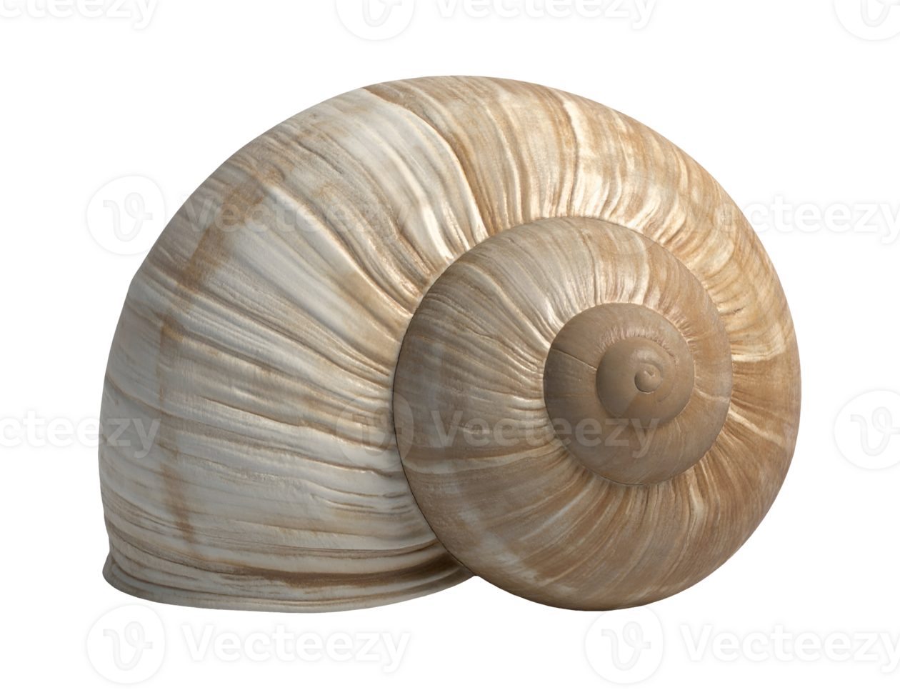 3d rendered empty snail shell sculpture with realistic texture and spiral pattern on isolated background for nature and biology concept png
