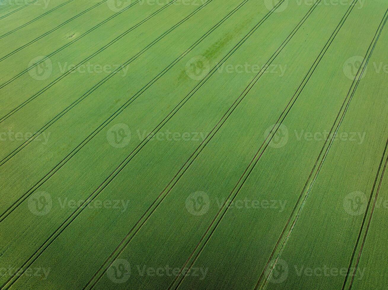 A large cultivated field with vibrant green crops arranged in evenly spaced parallel lines, highlighting geometric patterns and agricultural precision. photo