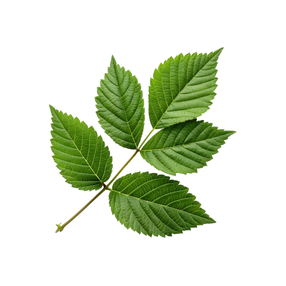 A green leaf isolated on transparent background png