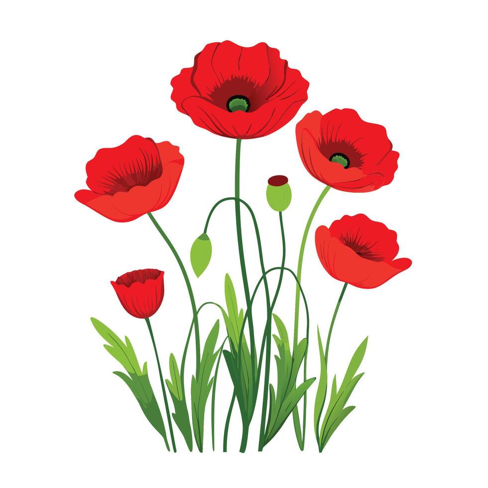 Vibrant Red Poppy Flower Illustration on White Background for Spring and Summer vector