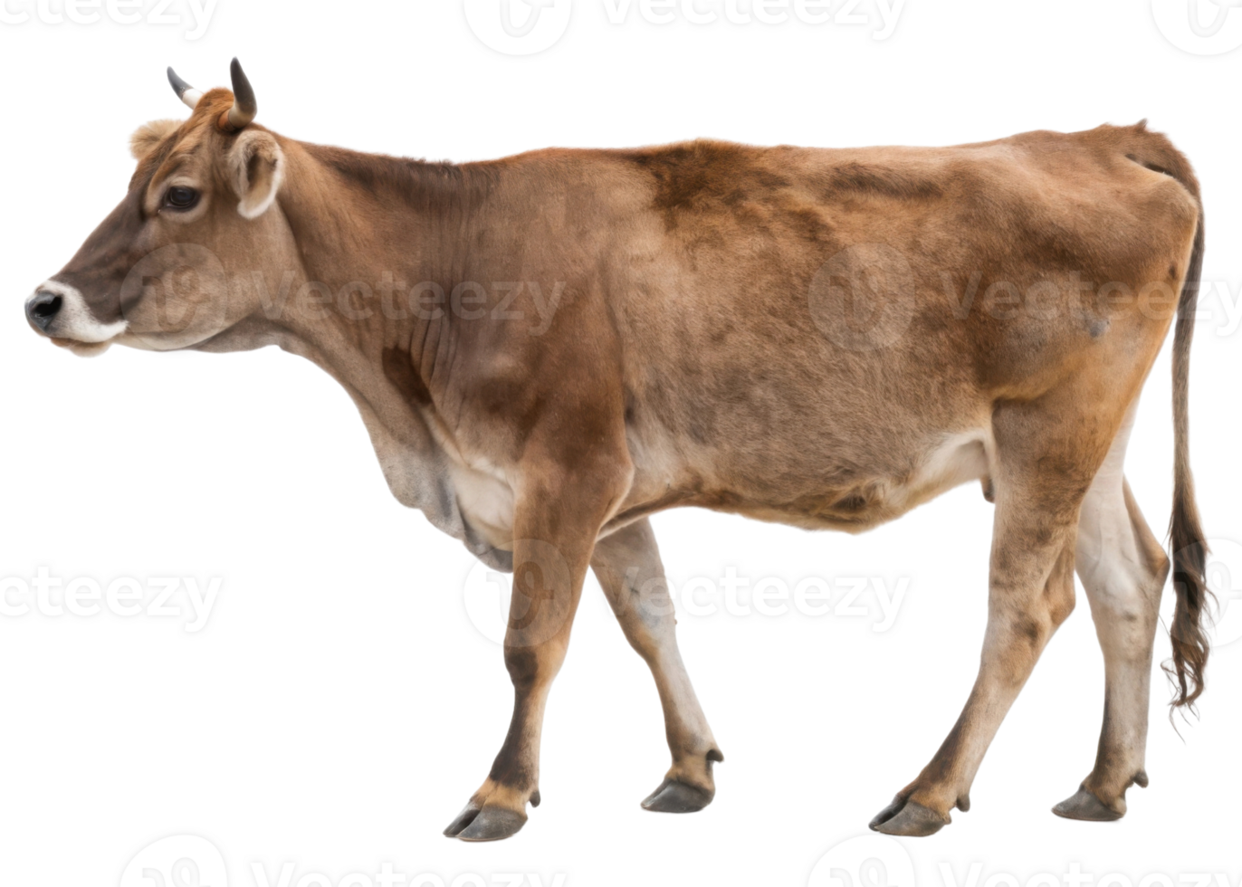 Dairy cow stands gracefully, showcasing its strong physique and gentle demeanor, embodying essence of farm life and milk production png
