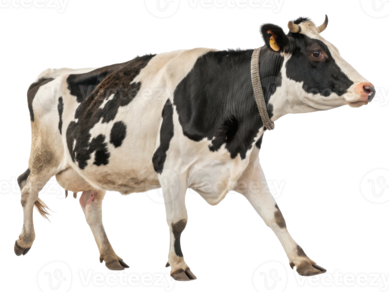 Dairy cow walks gracefully across farm, showcasing its beautiful black and white coat while embodying essence of rural life png