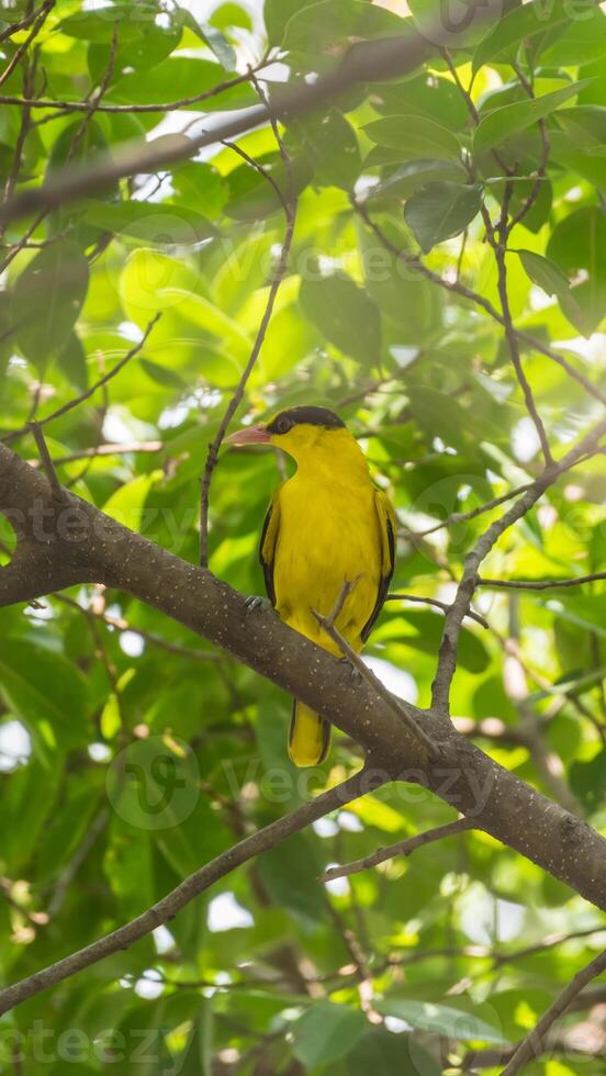 A yellow bird sitting on a tree branch photo