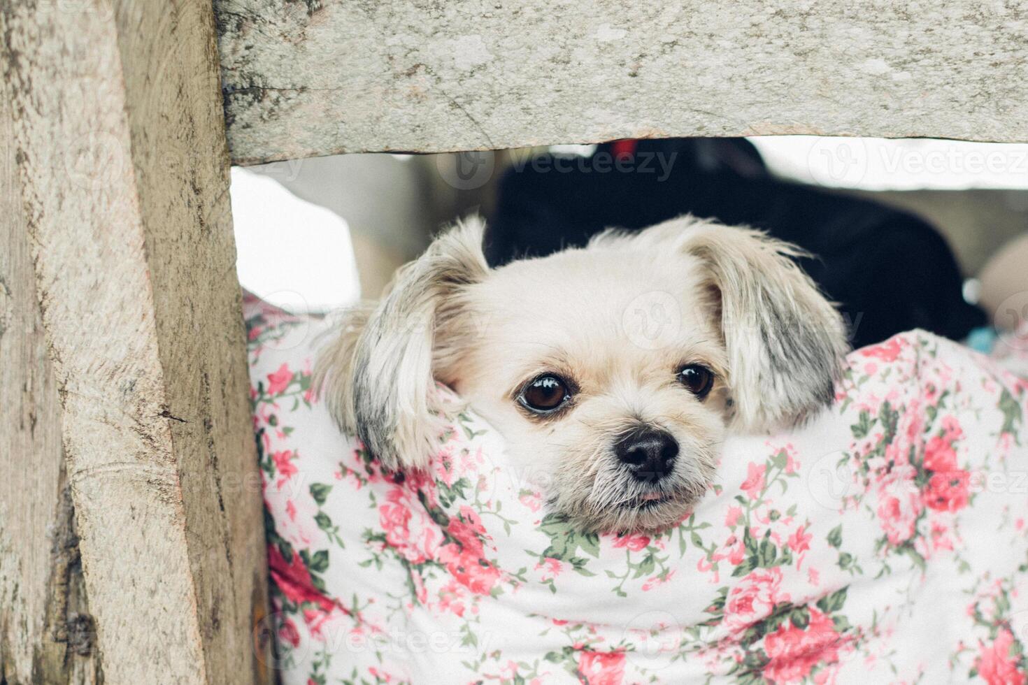 A small dog is sitting on a blanket photo