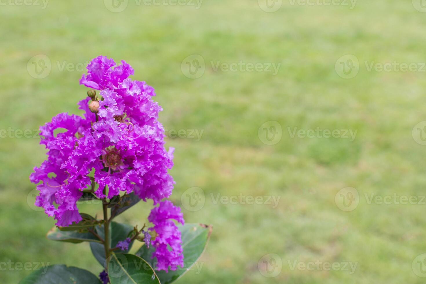 Purple flowers in the garden photo