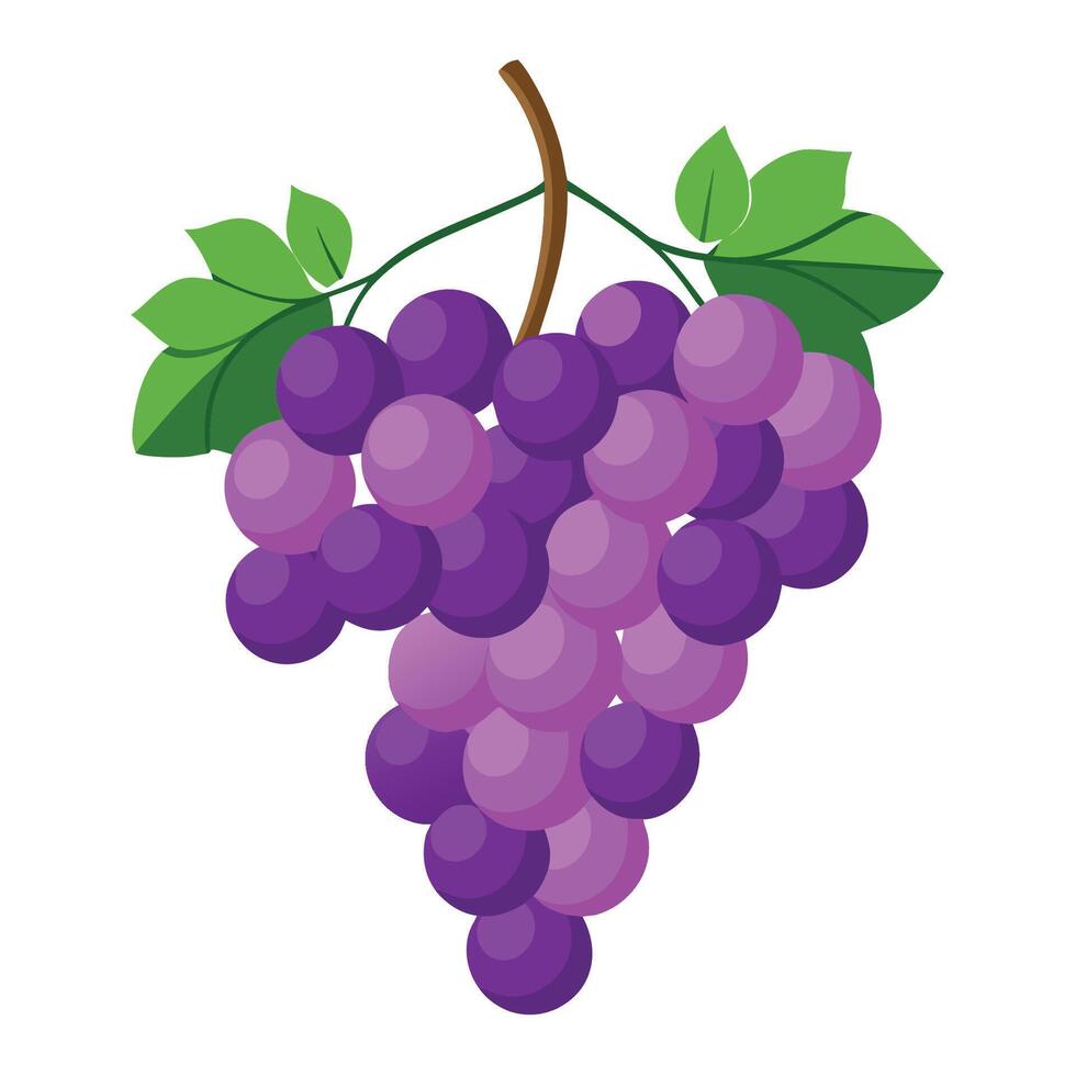 Grapes on a vine illustration vector