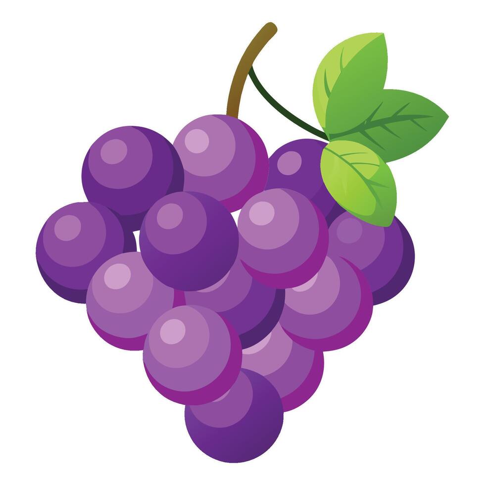 Grapes on a white background vector