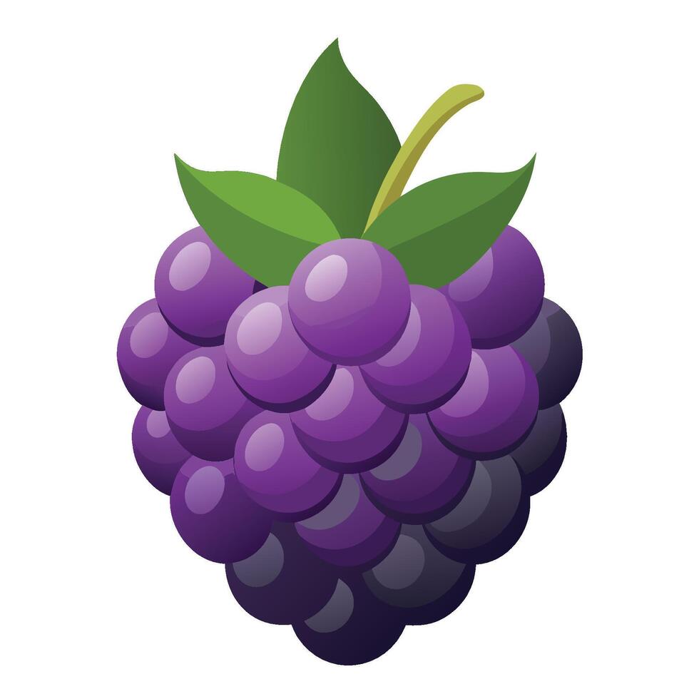 Blackberry fruit illustration vector