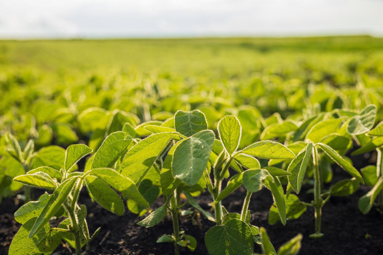 Young soybean plants flourish in rich soil across a wide agricultural field, basking in sunlight during a clear day photo