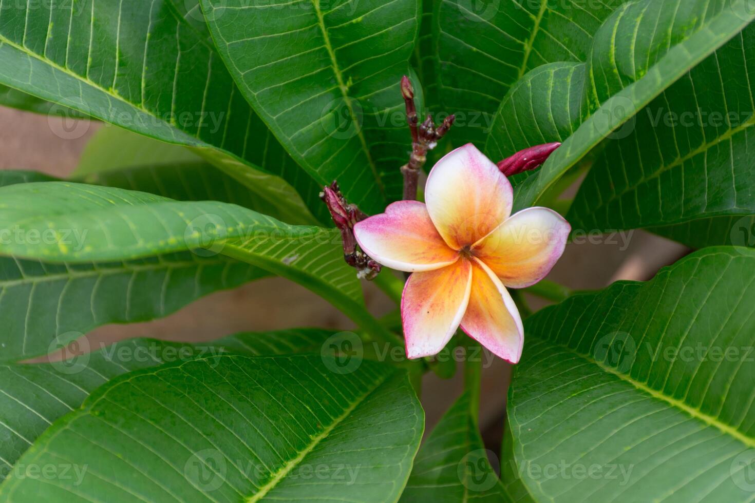 A single flower is growing on a plant photo