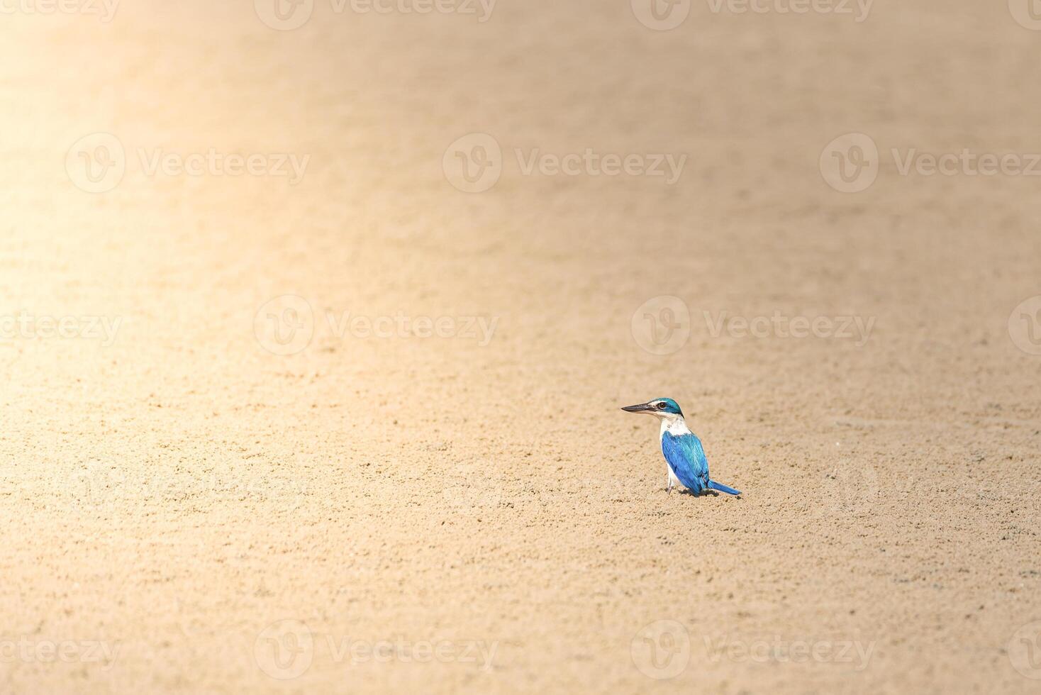 A bird standing on a sandy beach photo