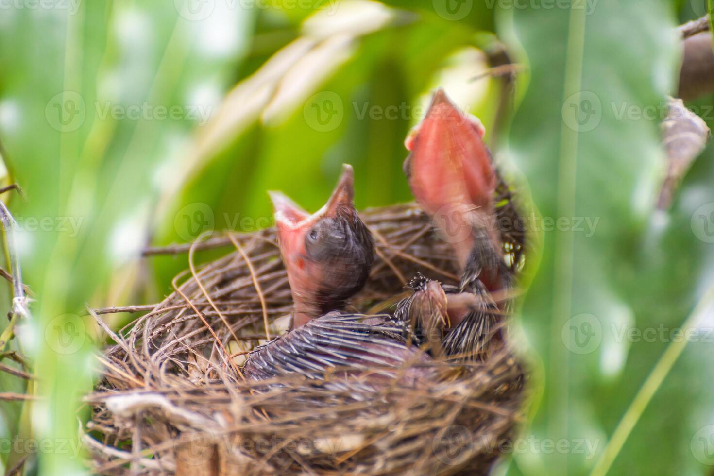A couple of baby birds in a nest photo