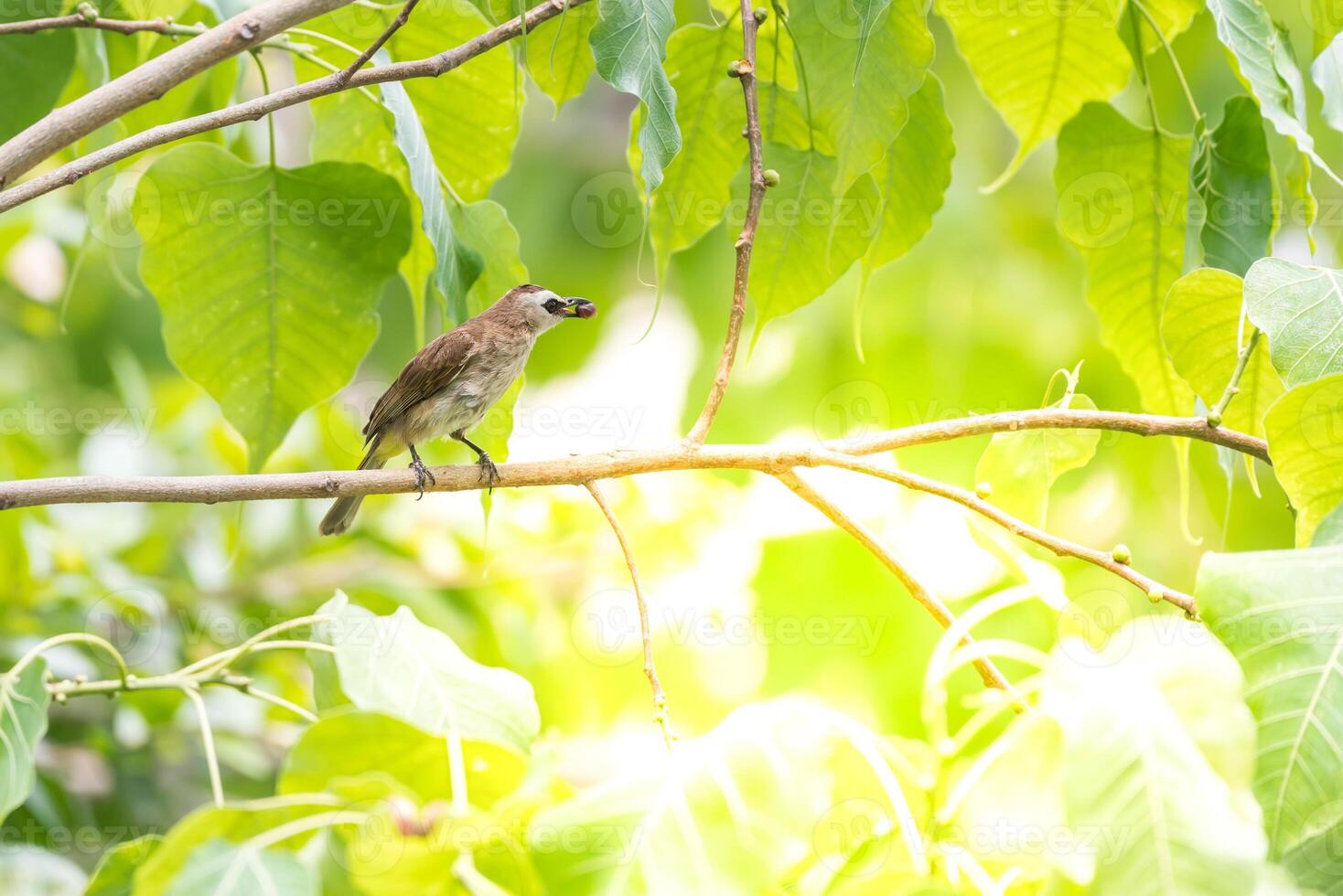 A bird sitting on a branch in the sun photo