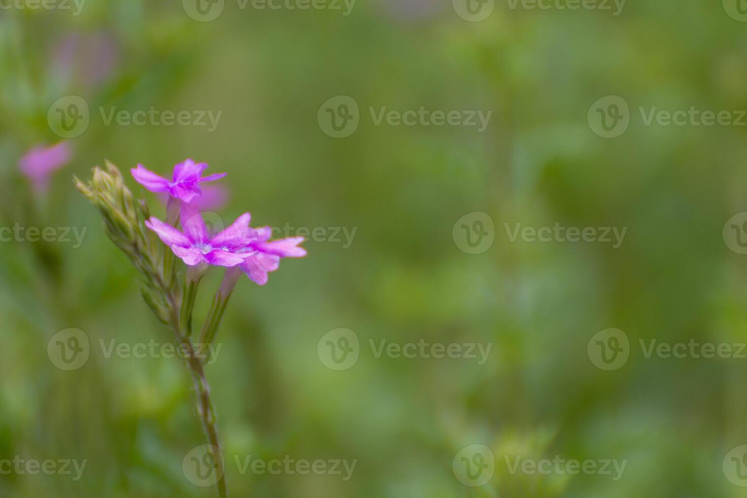 A single purple flower is in the middle of a field photo