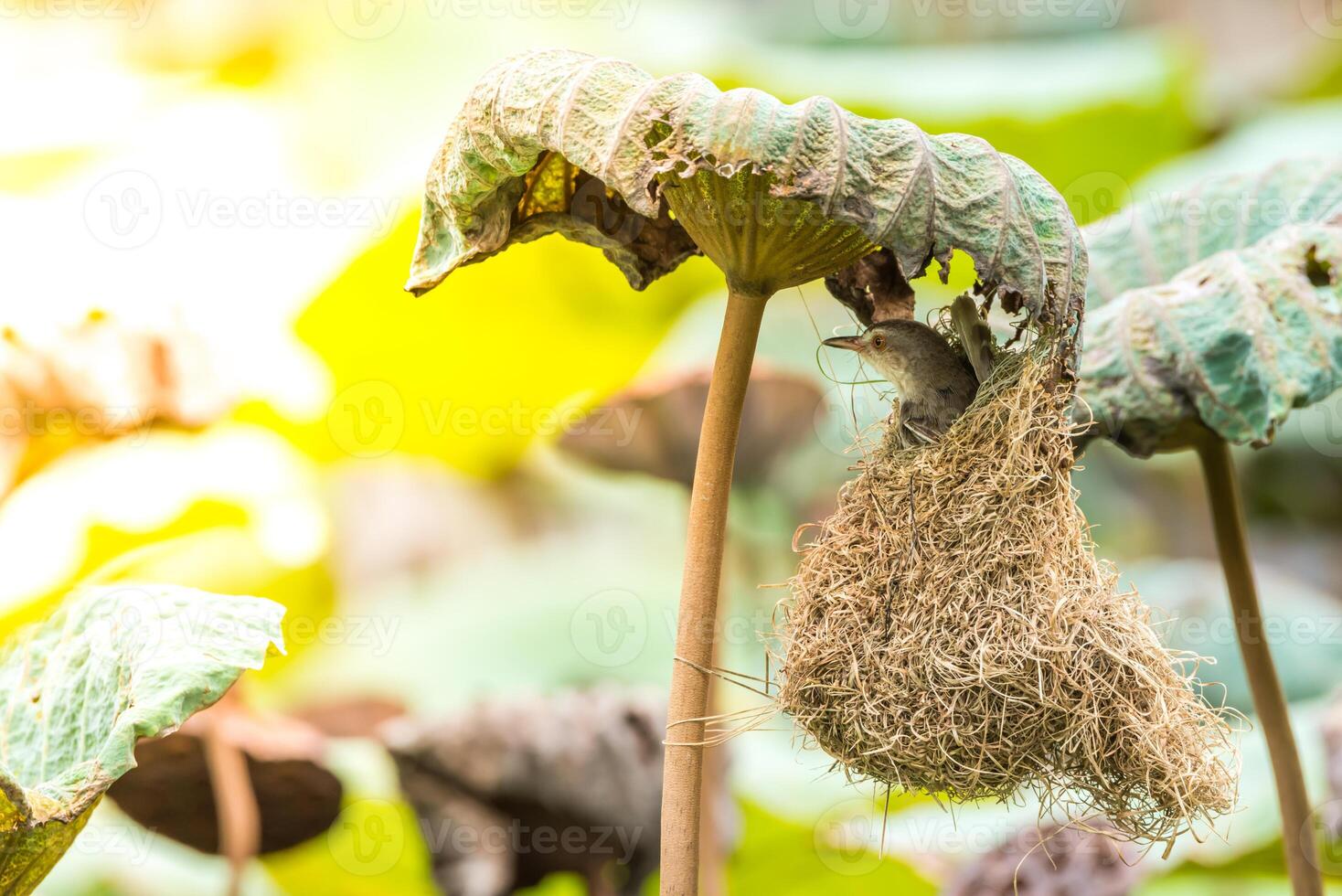 A bird is sitting in a nest on a plant photo