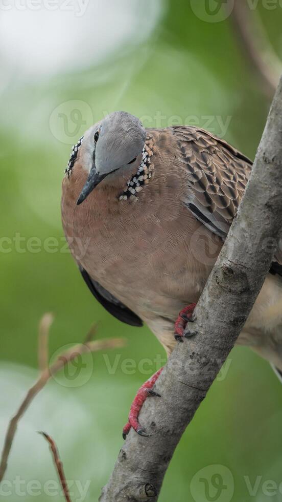 Dove perched on a tree branch photo