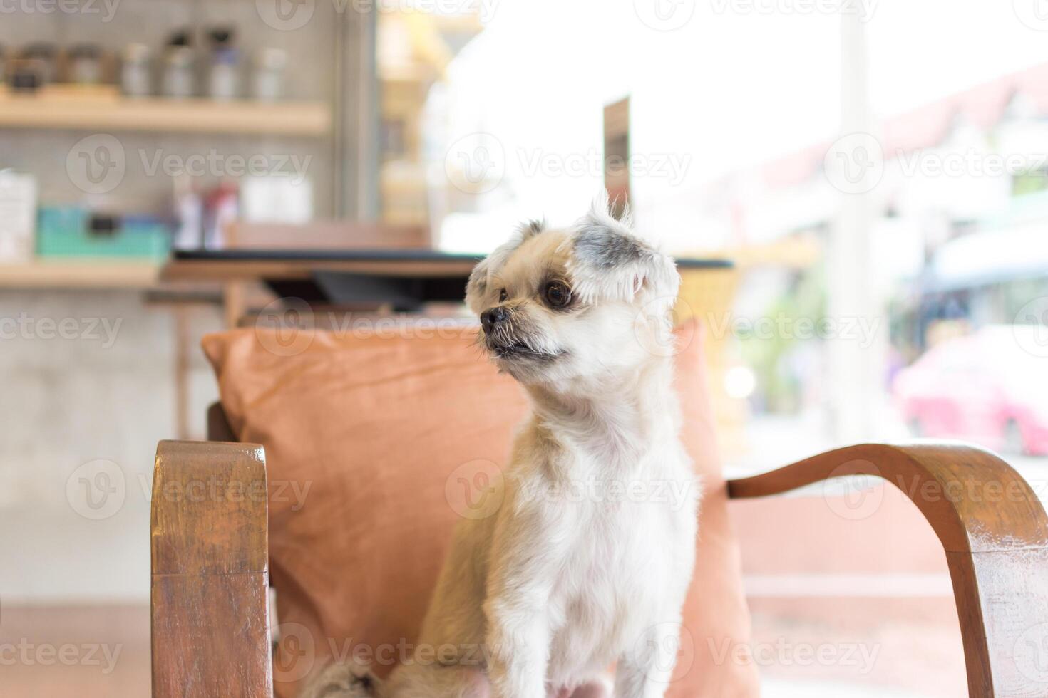 A dog sitting on a chair in a room photo