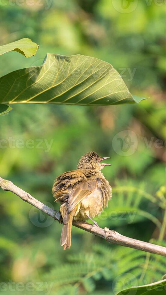 Bird perched on branch singing photo