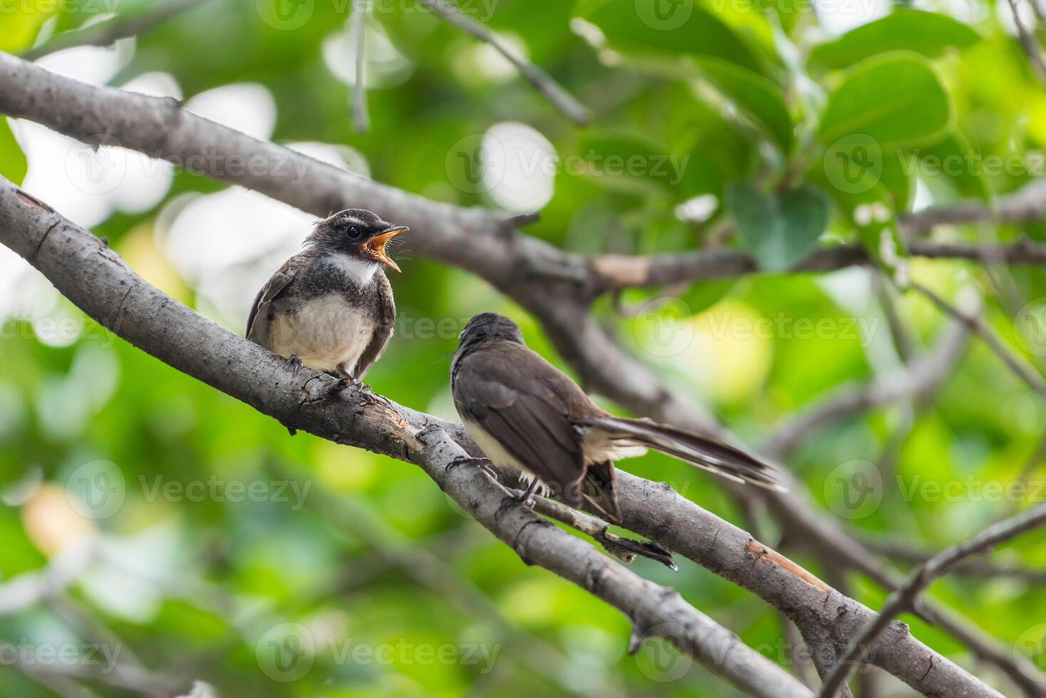 Birds perched on a branch photo