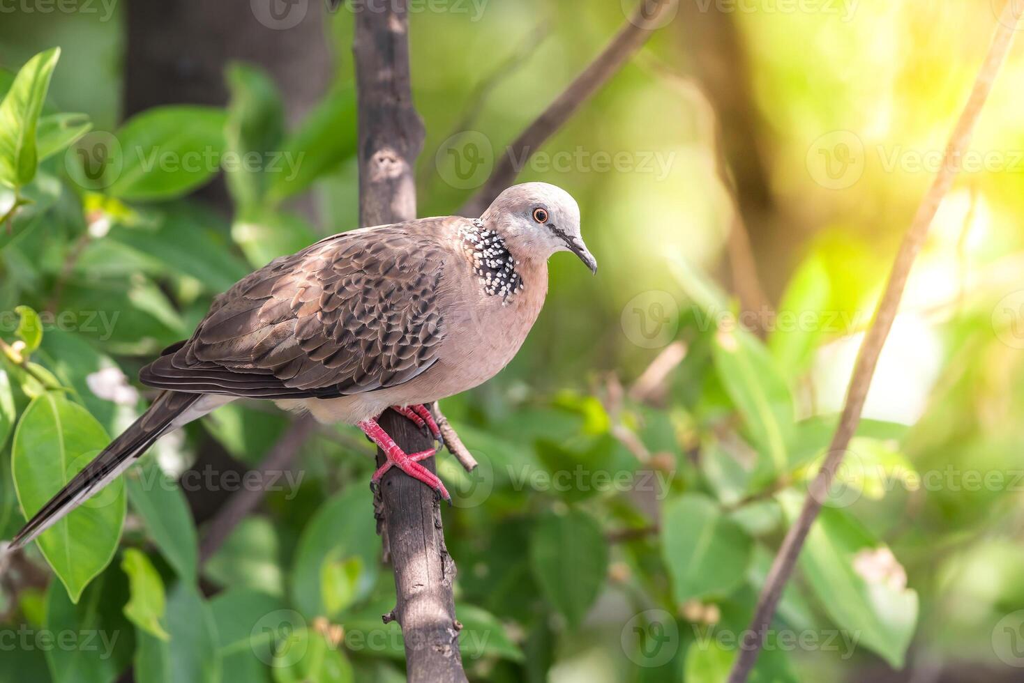 Bird perched on a branch photo