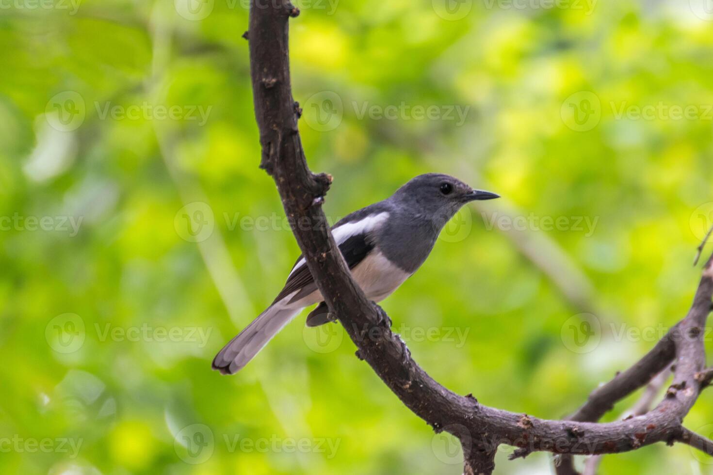 Bird perched on a branch photo